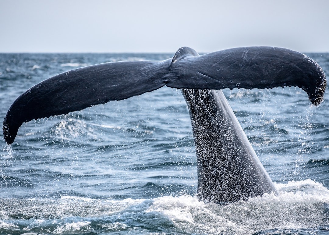 Humpback whale tail